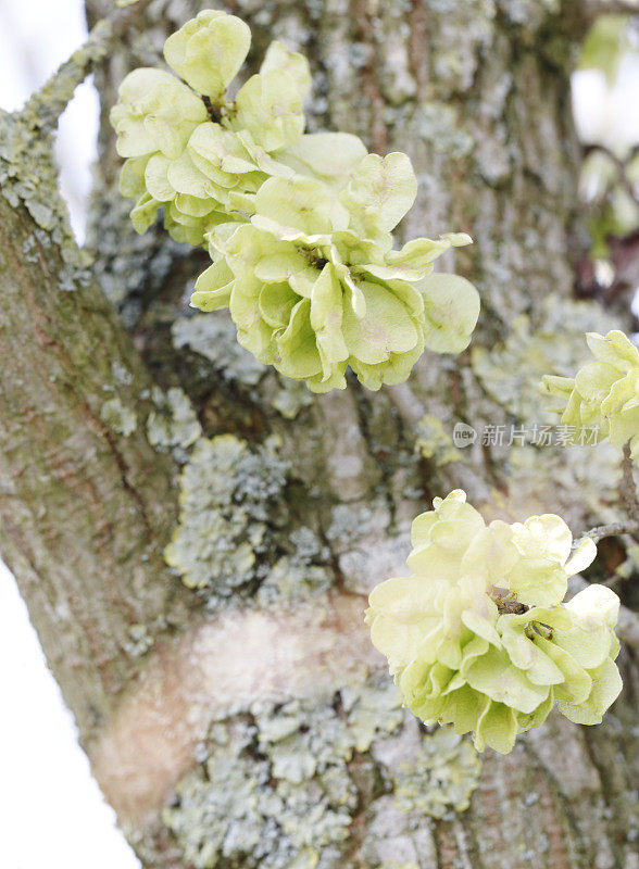 榆树(Ulmus glabra)果实